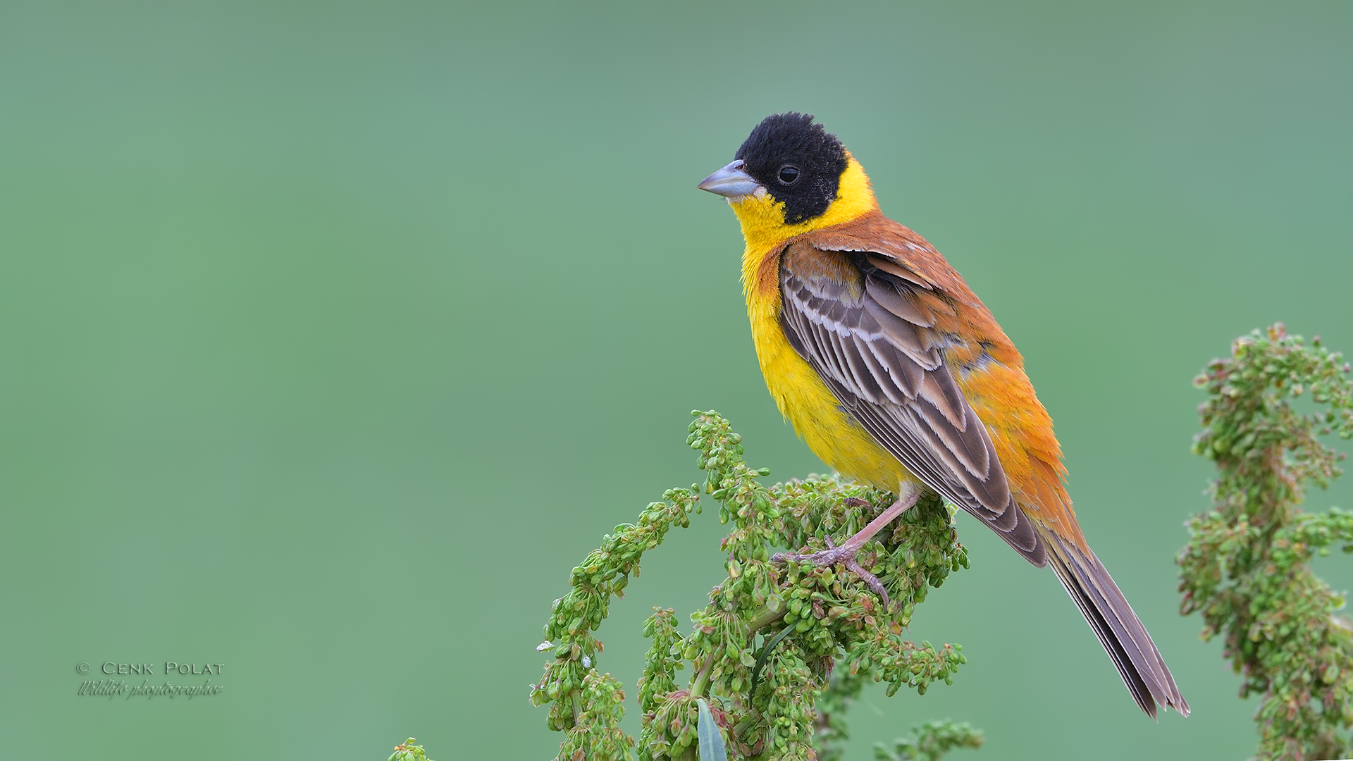 Black-headed Bunting